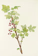 Flower of prickly gooseberry Ribes lacustre - Mary Vaux Walcott — artwork view