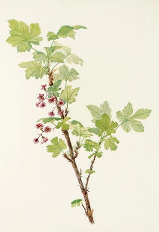 Mary Vaux Walcott - Prickly Currant flower Ribes lacustre.webp