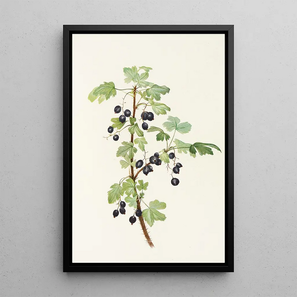 Fruit of the prickly gooseberry Ribes lacustre - Mary Vaux Walcott — framed artwork on a wall