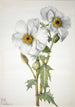 Poppy Argemone hispeda - Mary Vaux Walcott — artwork view