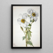 Poppy Argemone hispeda - Mary Vaux Walcott — framed artwork on a wall