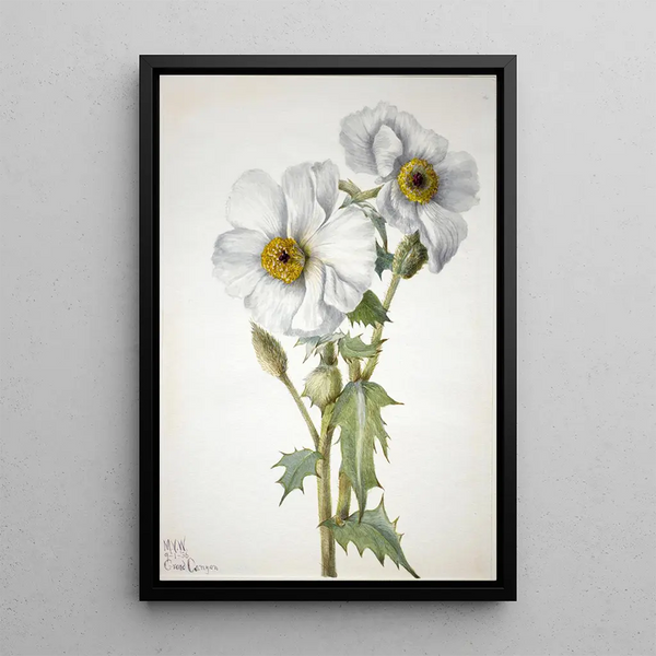 Poppy Argemone hispeda - Mary Vaux Walcott — framed artwork on a wall