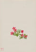 Primevère Primula angustifolia - Mary Vaux Walcott — artwork view