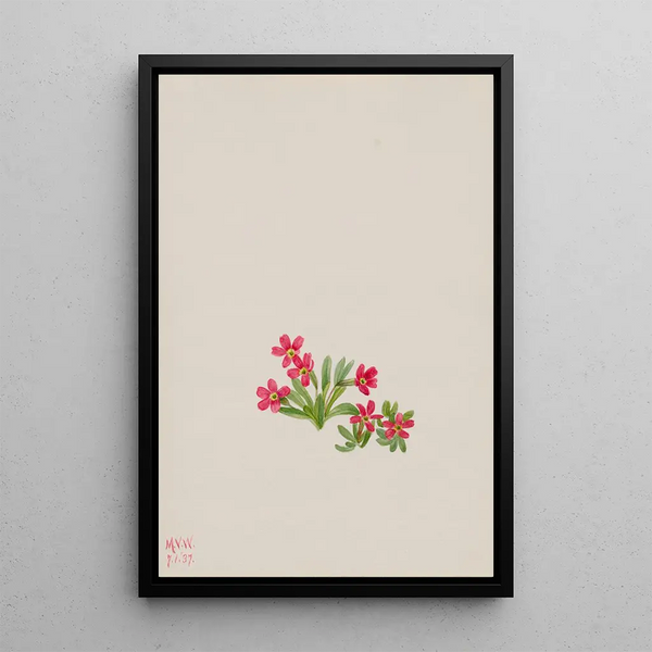 Primevère Primula angustifolia - Mary Vaux Walcott — framed artwork on a wall