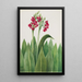 Primevère Primula parryi - Mary Vaux Walcott — artwork view