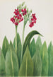 Primevère Primula parryi - Mary Vaux Walcott — framed artwork on a wall