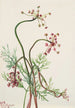 Pseudocymopterus montanus - Mary Vaux Walcott — artwork view