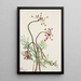 Pseudocymopterus montanus - Mary Vaux Walcott — framed artwork on a wall