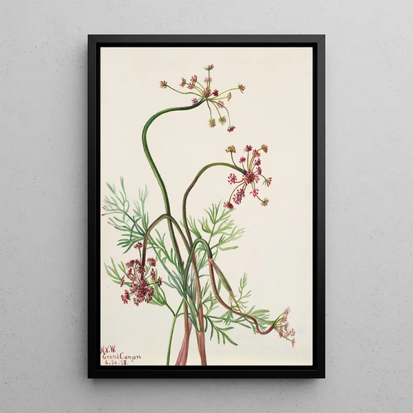 Pseudocymopterus montanus - Mary Vaux Walcott — framed artwork on a wall