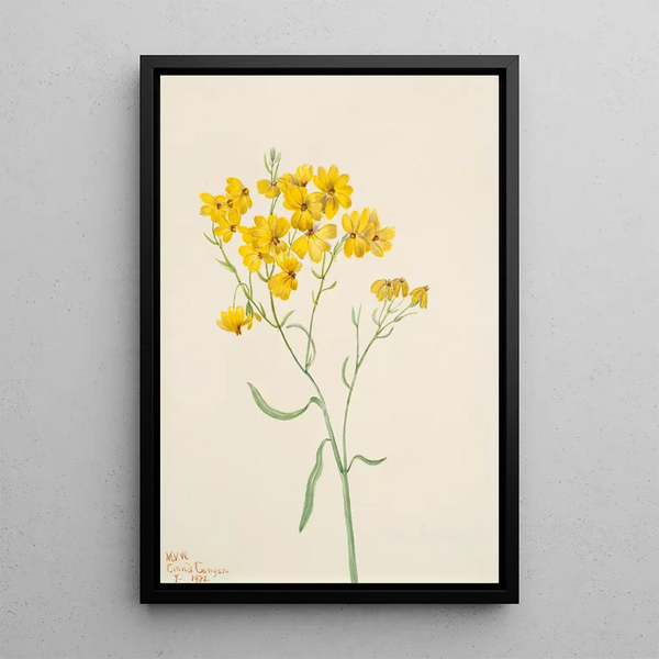 Psilostrophe sparsiflora - Mary Vaux Walcott — framed artwork on a wall