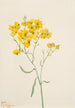 Psilostrophe sparsiflora - Mary Vaux Walcott — artwork view
