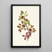 Baie de ptarmigan Arctous alpina - Mary Vaux Walcott — framed artwork on a wall