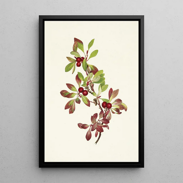 Baie de ptarmigan Arctous alpina - Mary Vaux Walcott — framed artwork on a wall
