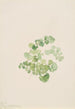 Puccoon Lithospermum ruderale - Mary Vaux Walcott — artwork view