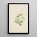 Puccoon Lithospermum ruderale - Mary Vaux Walcott — framed artwork on a wall