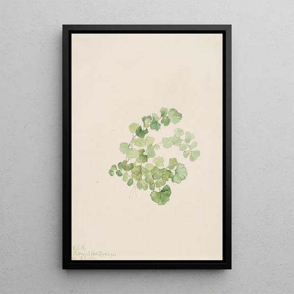 Puccoon Lithospermum ruderale - Mary Vaux Walcott — framed artwork on a wall