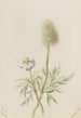 Pulsatilla occidentalis - Mary Vaux Walcott — artwork view