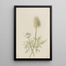 Pulsatilla occidentalis - Mary Vaux Walcott — framed artwork on a wall