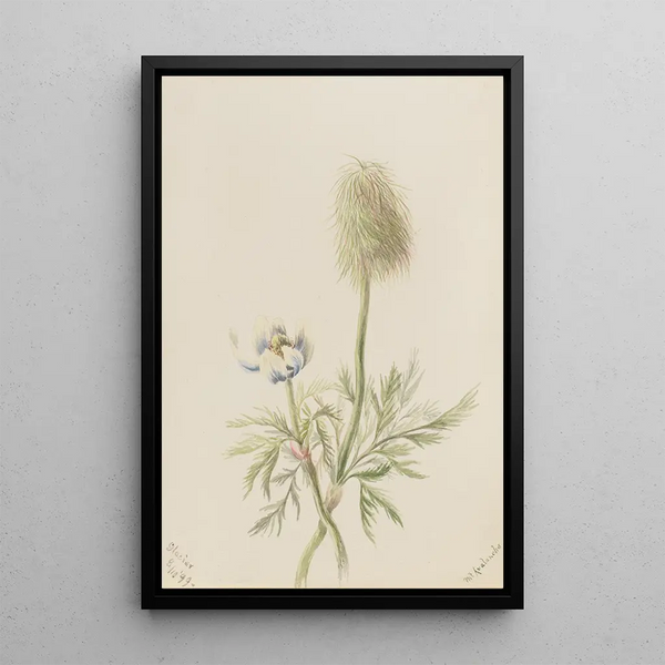Pulsatilla occidentalis - Mary Vaux Walcott — framed artwork on a wall