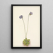 Grassette violette Pinguicula elatior - Mary Vaux Walcott — framed artwork on a wall