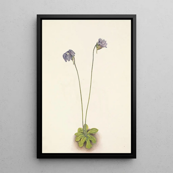 Grassette violette Pinguicula elatior - Mary Vaux Walcott — framed artwork on a wall