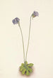 Grassette violette Pinguicula elatior - Mary Vaux Walcott — artwork view