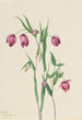 Lantern fairy violet Calochortus anoenum - Mary Vaux Walcott — artwork view