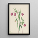 Lantern fairy violet Calochortus anoenum - Mary Vaux Walcott — framed artwork on a wall