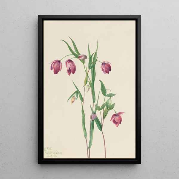 Lantern fairy violet Calochortus anoenum - Mary Vaux Walcott — framed artwork on a wall