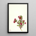 Mimule violette Mimulus bigelovii - Mary Vaux Walcott — framed artwork on a wall
