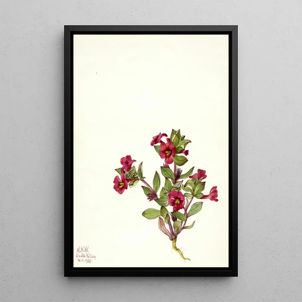 Mimule violette Mimulus bigelovii - Mary Vaux Walcott — framed artwork on a wall