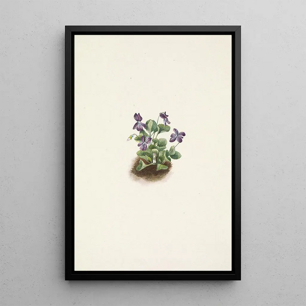 Violette des montagnes violette Viola adunca - Mary Vaux Walcott — framed artwork on a wall