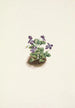 Violette des montagnes violette Viola adunca - Mary Vaux Walcott — artwork view