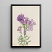 Pentstemon violet Pentstemon lyallii - Mary Vaux Walcott — framed artwork on a wall