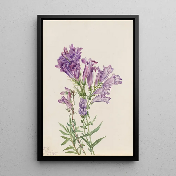 Pentstemon violet Pentstemon lyallii - Mary Vaux Walcott — framed artwork on a wall