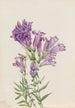 Pentstemon violet Pentstemon lyallii - Mary Vaux Walcott — artwork view