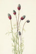 Trèfle des prairies violet Petalostemon purpureum - Mary Vaux Walcott — artwork view
