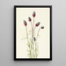 Trèfle des prairies violet Petalostemon purpureum - Mary Vaux Walcott — framed artwork on a wall
