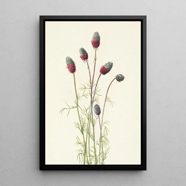 Trèfle des prairies violet Petalostemon purpureum - Mary Vaux Walcott — framed artwork on a wall