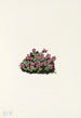 Saxifrage pourpre Saxifraga oppositifolia - Mary Vaux Walcott — artwork view
