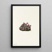 Saxifrage pourpre Saxifraga oppositifolia - Mary Vaux Walcott — framed artwork on a wall