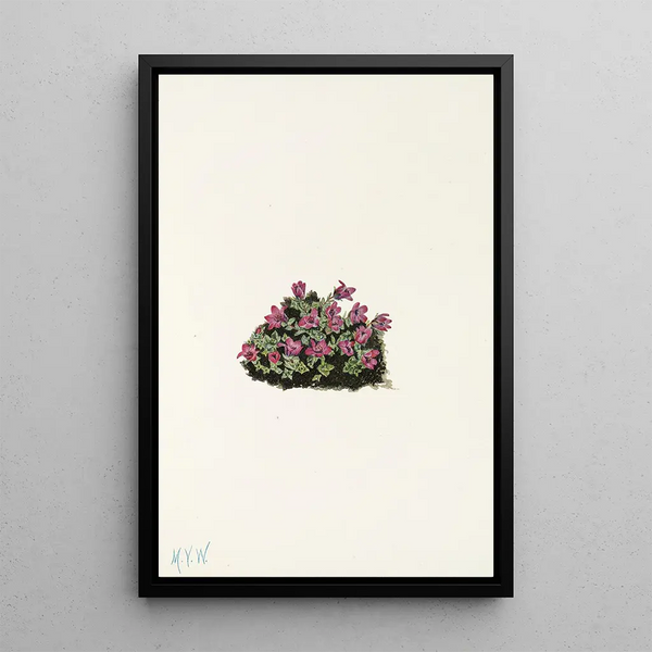 Saxifrage pourpre Saxifraga oppositifolia - Mary Vaux Walcott — framed artwork on a wall