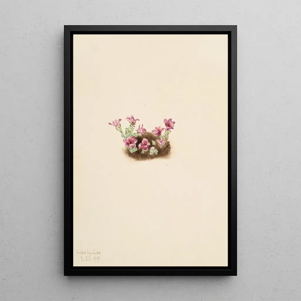 Saxifrage pourpre Saxifraga oppositifolia - Mary Vaux Walcott — framed artwork on a wall