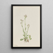 Antennaria racemosa - Mary Vaux Walcott — framed artwork on a wall