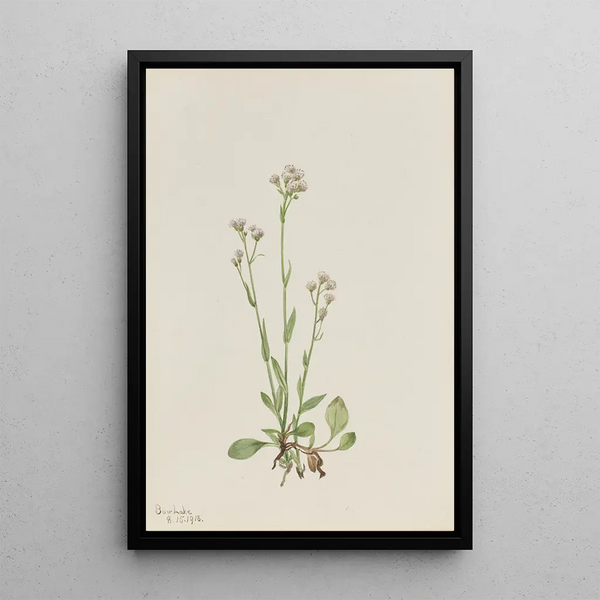 Antennaria racemosa - Mary Vaux Walcott — framed artwork on a wall