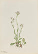 Antennaria racemosa - Mary Vaux Walcott — artwork view