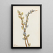Willow discolore - Mary Vaux Walcott — framed artwork on a wall