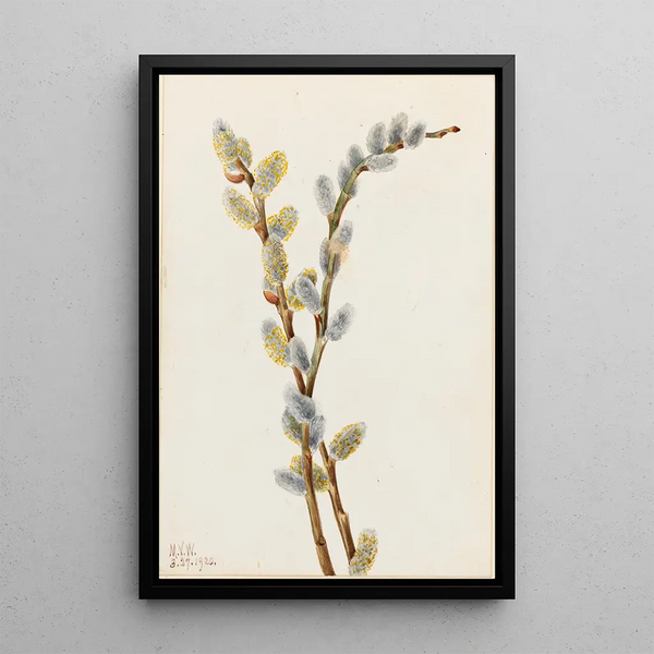 Willow discolore - Mary Vaux Walcott — framed artwork on a wall