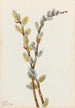 Willow discolore - Mary Vaux Walcott — artwork view
