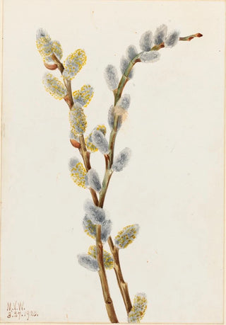 Mary Vaux Walcott - Pussy Willow Salix discolor.webp